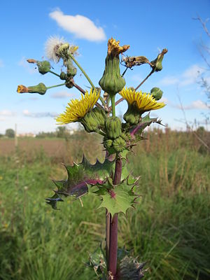 Rough goose thistle (Sonchus asper)