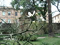 Thorns and flowers, Orto botanico di Pisa, Italy.