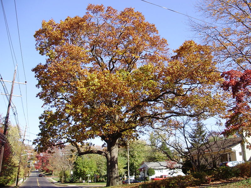 File:2014-10-30 11 24 51 Large oak during autumn on Lower Ferry Road in Ewing, New Jersey.JPG