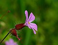 * Nomination Ruprechts-Storchschnabel - Geranium robertianum --Hockei 17:03, 8 August 2014 (UTC) * Promotion Good quality. --Uoaei1 20:29, 9 August 2014 (UTC)