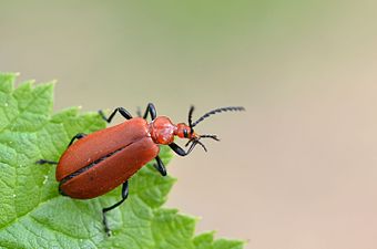 Pyrochroa serraticornis