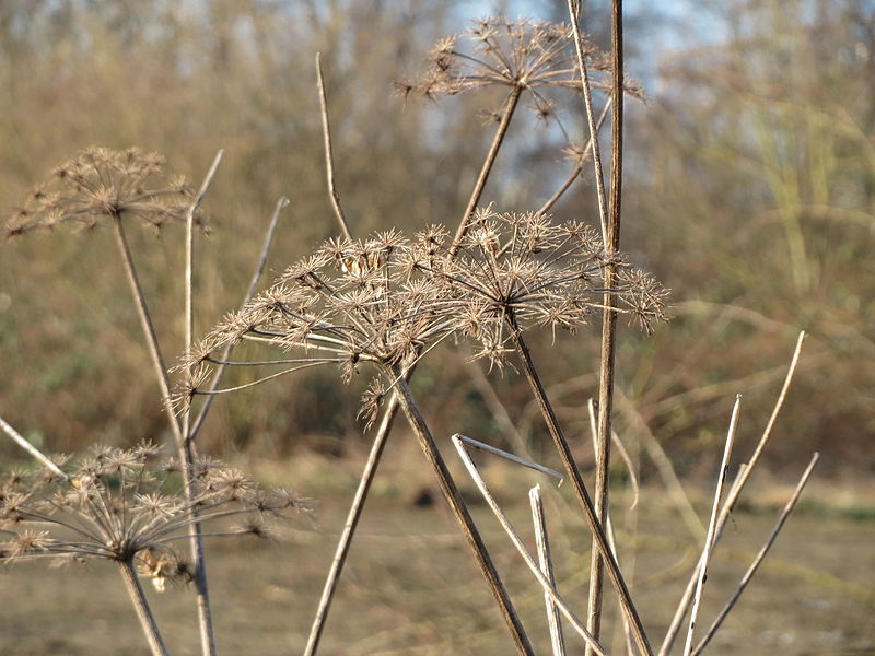 File:20150211Heracleum sphondylium2.jpg