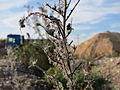 Umgebung: Echium vulgare