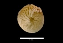 2016-05-26 20-35-27 - Amphistegina gibbosa d'Orbigny, 1839 - 350x; 2036X1385(E)c.tif