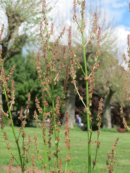 File:20170512Rumex acetosa2.jpg