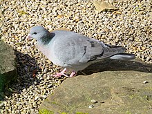 2019-03-17 Columba oenas, Jesmond Dene 8.jpg