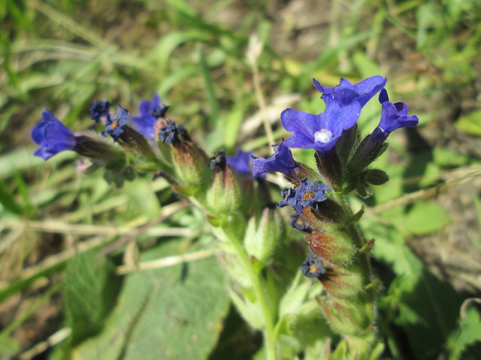 Anchusa cespitosa