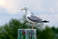 * Nomination European herring gull (Larus argentatus) on Vistula River near Kraków --Jakubhal 08:30, 31 May 2020 (UTC) * Promotion  Support Good quality. --Poco a poco 09:03, 31 May 2020 (UTC)