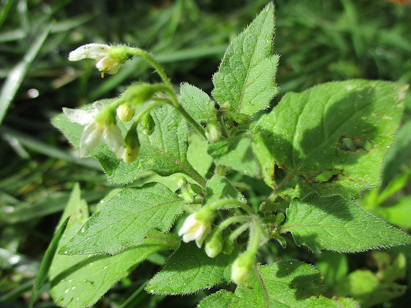 File:20200925Solanum nigrum.jpg