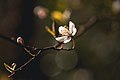 * Nomination A blossom of a cherry plum with bokeh in the forest Rodenhofer Schwarzwald --FlocciNivis 10:41, 12 November 2022 (UTC) * Promotion Good quality. --Yeriho 20:01, 16 November 2022 (UTC)