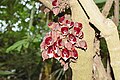 * Nomination Aristolochia arborea in the green-house of the Botanical Garden in Munich --FlocciNivis 18:15, 6 October 2023 (UTC) * Promotion  Support Good quality. --Poco a poco 22:44, 6 October 2023 (UTC)