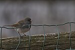 Thumbnail for File:20240111 dark eyed junco casa PD108476.jpg