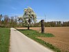 2 pear trees in the hamlet of Wiesen.jpg