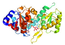 PDB structure 2p69, one of the protein structures solved by the New York SGX Research Center for Structural Genomics, a large scale PSI center. This human phosphatase is involved in vitamin B6 (shown in stick diagram) metabolism . 2p69.png