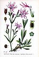 Lychnis flos-cuculi L.