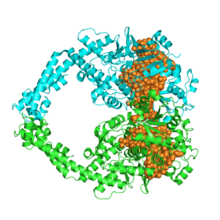 DNA topoisomerase IIbeta 4j3ncartoon.png