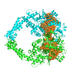 Человеческая топоизомераза Iibeta в комплексе с ДНК (золотая сфера). PDB entry 4j3n