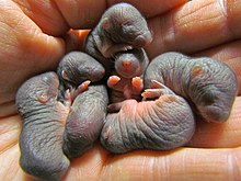 Photographie de sept bébés taupes à la peau noire et sans pelage dans une main humaine.