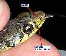 1. The nasal shield does not touch the second supralabial (upperlip shield). AB030 buff striped char1.JPG