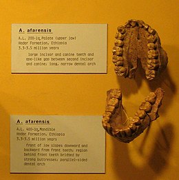 Australopithecus Afarensis: Vondst en naamgeving, Beschrijving, Fylogenie