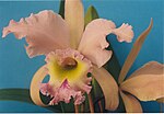 Thumbnail for File:A and B Larsen orchids - Cattleya Hermine 235-5.jpg