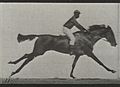 A galloping horse and rider. Plate 11 Wellcome L0038067.jpg