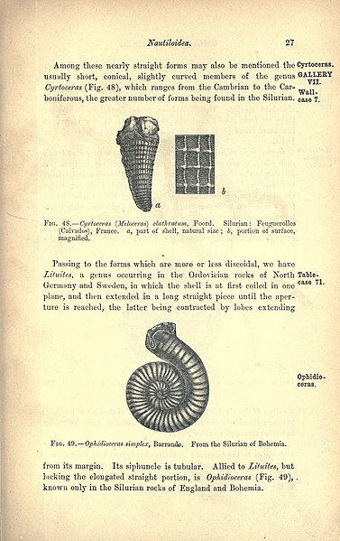 File:A guide to the fossil invertebrates and plants in the Department of Geology and Palæontology in the British Museum (Natural history) (Page 27) BHL17143579.jpg