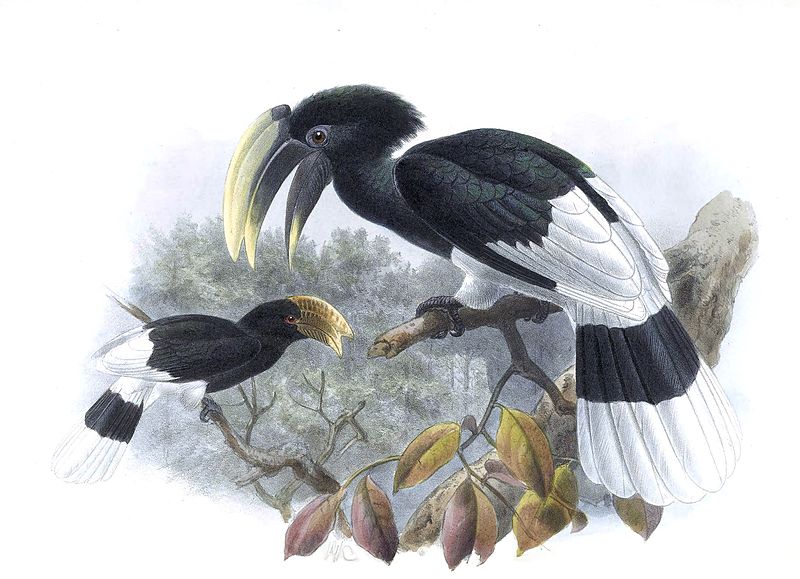 File:A monograph of the Bucerotidæ, or family of the hornbills (Plate XXXI) (7090229887) (cropped).jpg