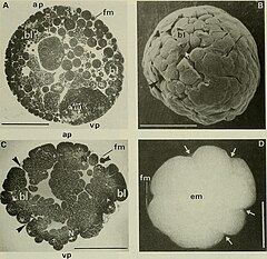 File:Abatus cordatus Segmentation.jpg (Category:Abatus cordatus)