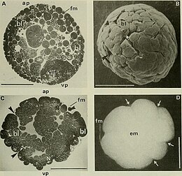 Blastula