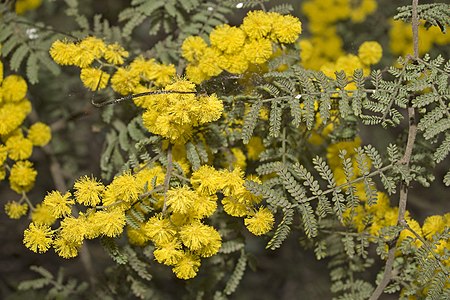 Tập_tin:Acacia_cardiophylla.jpg