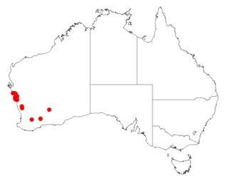 <i>Acacia oxyclada</i> Species of plant