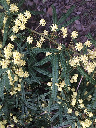 A. pentadenia foliage and flowers Acacia pentadenia3.jpg