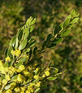 <i>Acacia vestita</i> Species of legume