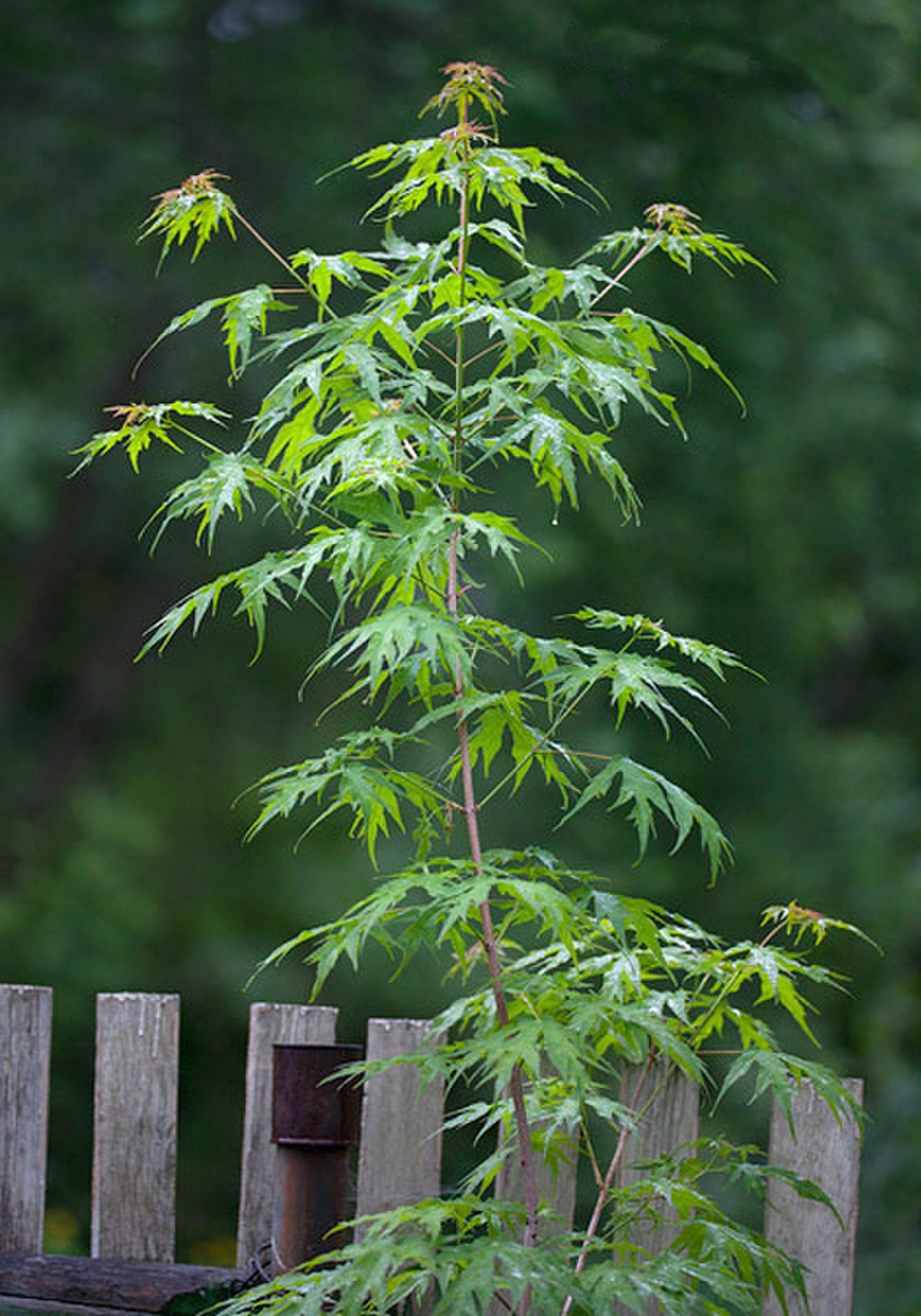 Acer Saccharum 'Brocade'