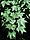 Acer cappadocicum.jpg