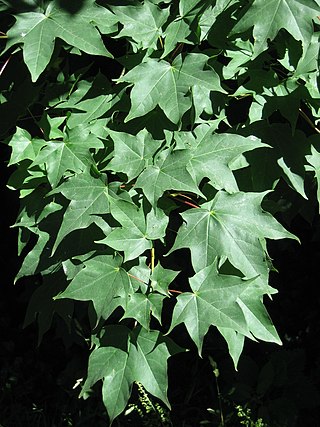 <i>Acer cappadocicum</i> Species of maple