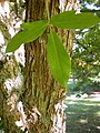 Acer triflorum bark.jpg