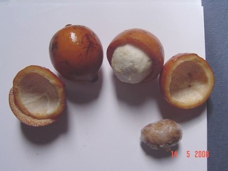 Garcinia humilis