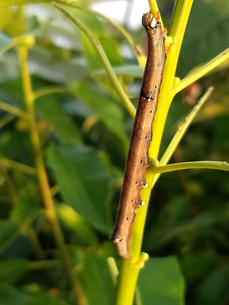 File:Achaea janata,castor semi-looper or croton caterpillar.jpg