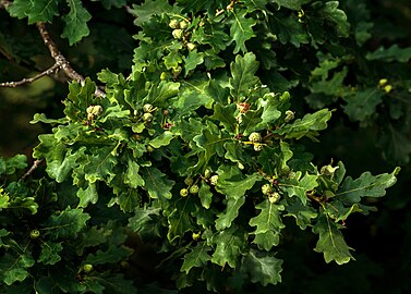 Acorn ripening on an oak in Tuntorp