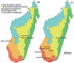 Mapa de Madagáscar mostrando onde os espécimes de A. hildebrandti (b) e A. maximus (c) foram encontrados