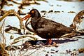 African Black Oystercatcher shading eggs.jpg