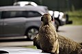 African Lion Safari BRK5041 (19816302031).jpg