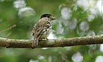 Thumbnail for African broadbill