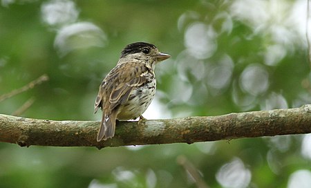 African broadbill, Smithornis capensis.jpg