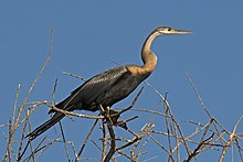 Juvenile African darter African darter (Anhinga rufa) immature.jpg