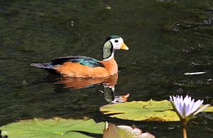 African pygmy goose, Nettapus auritus, at Muirhead Dams, Royal Macadamia Plantations, Machado, Limpopo, South Africa - male (26210431045).jpg