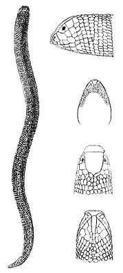 Арабская агамозубая двуходка (Agamodon arabicus)