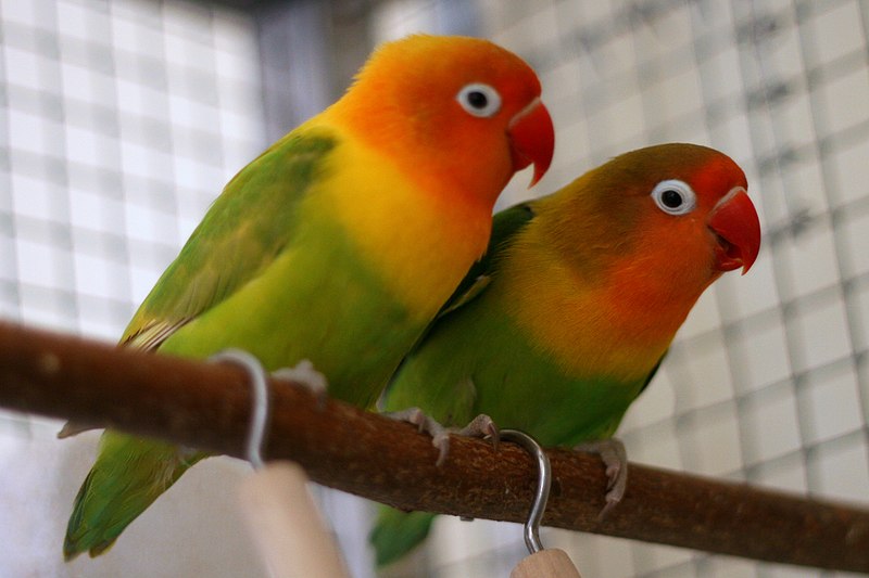 File:Agapornis fischeri couple.jpg